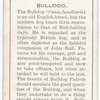Bulldog.