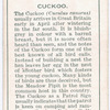 Cuckoo.