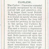 Curlew.