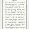 Hawk.