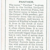 Panther.