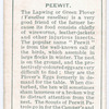 Peewit.