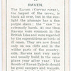 Raven.