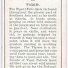 Tiger.