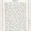Wolf.