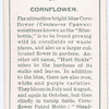 Cornflower.