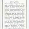 Skylark.