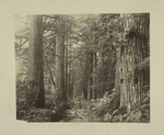 A Forest