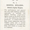 Bristol Bulldog.