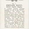 Westland Wapiti.