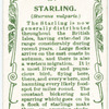Starling.