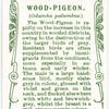 Wood Pigeon.