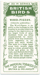 Wood Pigeon.