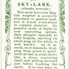 Sky-Lark.