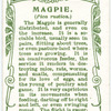 Magpie.
