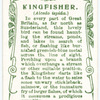 Kingfisher.