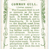 Common Gull.