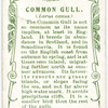 Common Gull.