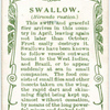 Swallow.
