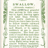 Swallow.