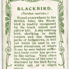 Blackbird.