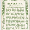 Blackbird.