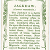 Jackdaw.