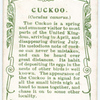 Cuckoo.