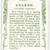 Cuckoo.