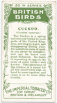 Cuckoo.