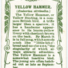 Yellowhammer.