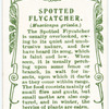 Spotted Flycatcher.