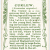 Curlew.
