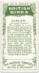 Curlew.