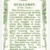 Guillemot.