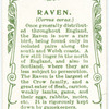 Raven.