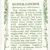 Oyster Catcher.