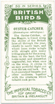 Oyster Catcher.