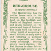 Red-grouse.