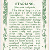 Starling.