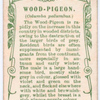 Wood-pigeon.