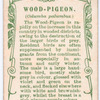 Wood-pigeon.