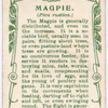 Magpie.