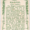 Magpie.