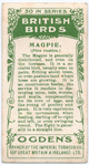 Magpie.