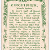 Kingfisher.