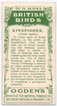 Kingfisher.