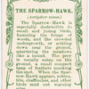 Sparrow-hawk.