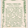 Song-thrush.
