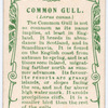 Common gull.